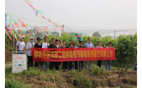 桑椹滿枝頭，采摘正當(dāng)時(shí)- 神農(nóng)中醫(yī)館鮮桑椹合作基地采摘紀(jì)實(shí)